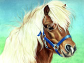Pony, Equine Art - Cute Little Face